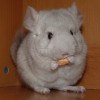 Солим