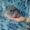 Лав Дени