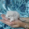 Лав Лени