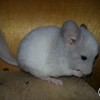 Лексус