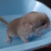 Санчо