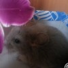 Кассиопея