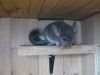 http://chinchilla.ru/genbase/pets/detail/31640