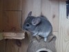 http://chinchilla.ru/genbase/pets/detail/31640