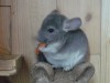 http://chinchilla.ru/genbase/pets/detail/31640