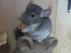 http://chinchilla.ru/genbase/pets/detail/31640