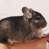 Семен