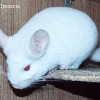 Прелесть