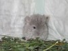 3,5 недели