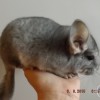 Ламанческий