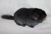 1 месяц