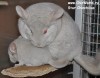 с сыном Стар Карлом