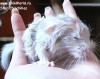 новорожденный