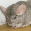 Лилиан