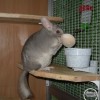 Карина