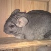 Фиксик