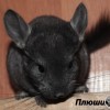 Плюшик