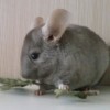 Лимбо