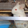 Эклер