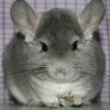 Фелла
