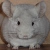 Лакота