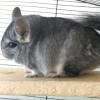 Кио