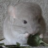 Сем