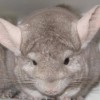 Касик