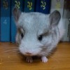 Агуша