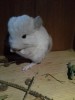 1 месяц