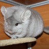 Василий