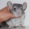 Марин