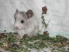 1 месяц