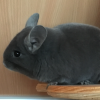 Стар Царевич _последний сын Царя_