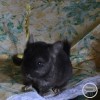 Клевер
