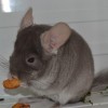 Лакмус