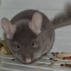 Лауренсо