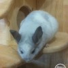Мия
