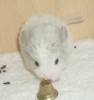 2 нед