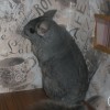 Данави Сью
