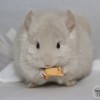 Ежик