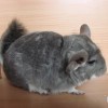 Лилла