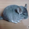 Ондо