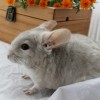 Крекер 