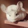 Ландыш