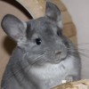 Лина