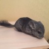 Йотик