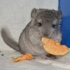 Нарина