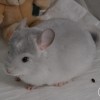 Чардаш