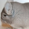 Боло